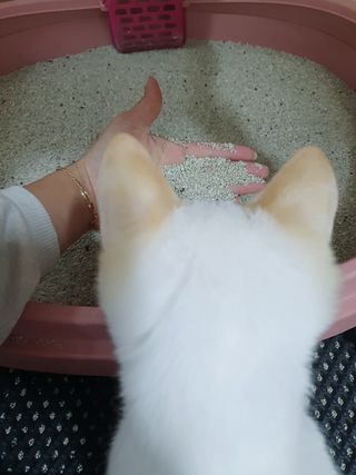 겟플렉스 켓플렉스 캣츠룸BS-1 고양이모래 4kg — 5점을 준 리뷰어가 2021년 1월 올린 사용 사진