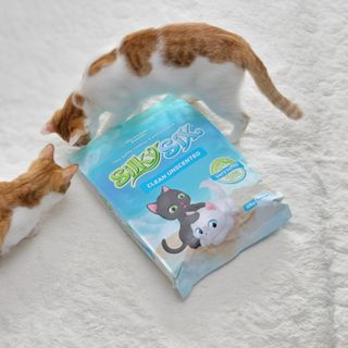 행운의집 실키식스 9kg 크린 언씬티드 프리미엄 고양이모래 — 5점을 준 리뷰어가 2021년 3월 올린 사용 사진