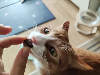 My Pet Care 천연단백질 눈건강에 개좋아 — 5점을 준 리뷰어가 2021년 2월 올린 사용 사진
