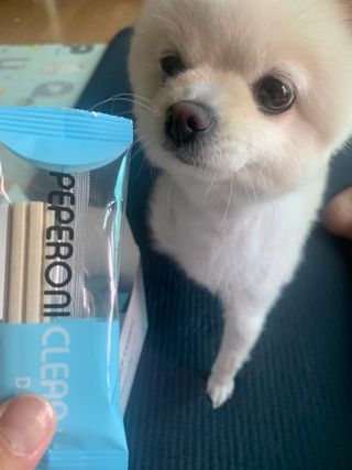 페페로니 클린플러스 덴탈오리껌 10g x 14p — 5점을 준 리뷰어가 2021년 7월 올린 사용 사진
