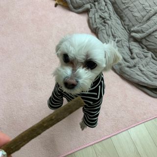 My Pet Care 천연단백질 치아건강에 개좋아 — 5점을 준 리뷰어가 2021년 2월 올린 사용 사진