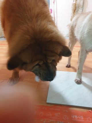 My Pet Care 천연단백질 눈건강에 개좋아 — 5점을 준 리뷰어가 2021년 3월 올린 사용 사진