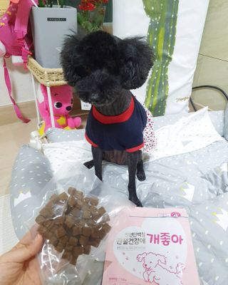 My Pet Care 천연단백질 관절건강에 개좋아 — 5점을 준 리뷰어가 2021년 2월 올린 사용 사진