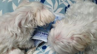 My Pet Care 장건강에 개좋아 — 5점을 준 리뷰어가 2021년 1월 올린 사용 사진