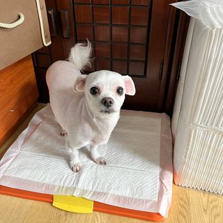 뽀히님이 올린 리뷰 사진 2