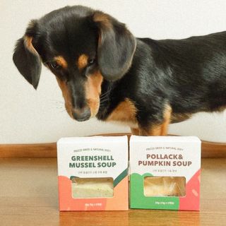 베이컨박스 [BACON] 강아지 수제간식 간편 동결건조 스튜 2종 - 황태, 초록 홍합 — 5점을 준 리뷰어가 2021년 1월 올린 사용 사진
