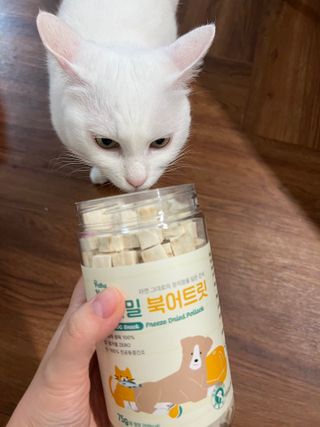 [펫시밀] 원물그대로 영양듬뿍 진공동결건조 북어트릿75g,치킨트릿100g,연어트릿75g 강아지 고양이 간식 — 5점을 준 리뷰어가 2023년 6월 올린 사용 사진