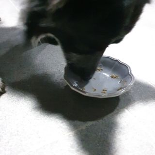 펫시랩 반려견용 액상 프리바이오틱스 아쿠아펫 — 4.5점을 준 리뷰어가 2021년 1월 올린 사용 사진