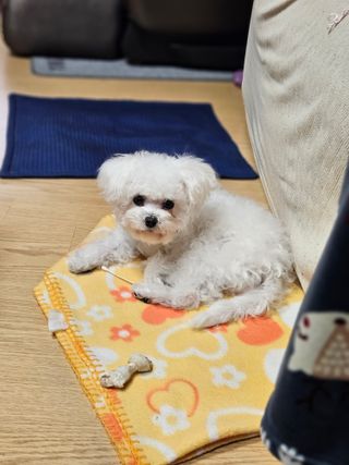 최강아키타견님이 올린 리뷰 사진 1