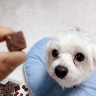 My Pet Care 천연단백질 눈건강에 개좋아 — 5점을 준 리뷰어가 2021년 1월 올린 사용 사진