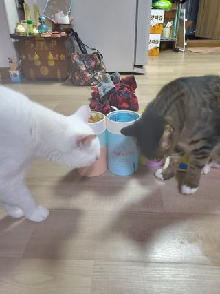 페페로니 잘 먹는 캣츄 - 무항생제 닭고기 12개 + 알래스카 연어 12개 — 5점을 준 리뷰어가 2021년 8월 올린 사용 사진