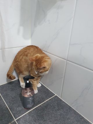 마리앤루이펫샴푸 [mari and louie pet shampoo] — 4.5점을 준 리뷰어가 2021년 5월 올린 사용 사진
