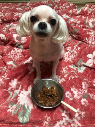 비타크래프트 조에시 하트캔 85g 강아지 습식캔 10캔 — 5점을 준 리뷰어가 2021년 9월 올린 사용 사진