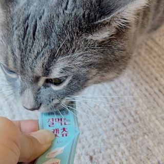 페페로니 잘 먹는 캣츄 - 원양선 참치 24개입 — 4점을 준 리뷰어가 2021년 7월 올린 사용 사진