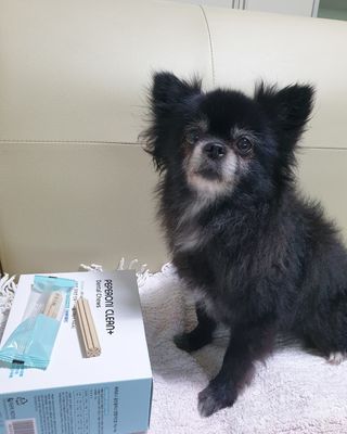 페페로니 클린플러스 덴탈치킨껌 10g x 14p — 5점을 준 리뷰어가 2021년 7월 올린 사용 사진