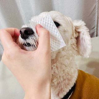 [댕모어 클리너 3종] 아이클리너 / 이어클리너 / 덴탈클리너 3종 세트 (120ml) — 4.5점을 준 리뷰어가 2023년 11월 올린 사용 사진