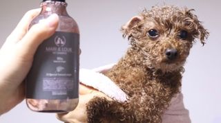 마리앤루이펫샴푸 [mari and louie pet shampoo] — 5점을 준 리뷰어가 2021년 6월 올린 사용 사진