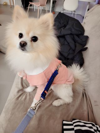 베이컨박스 [BACON] 고아웃클럽 산책 안전벨트 라이트 - 소형견용 — 5점을 준 리뷰어가 2021년 12월 올린 사용 사진