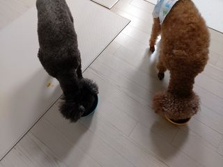 베이컨박스 [BACON] 강아지 수제간식 간편 동결건조 스튜 2종 - 황태, 초록 홍합 — 5점을 준 리뷰어가 2020년 12월 올린 사용 사진