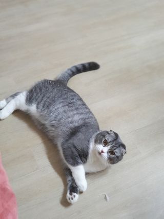 겟플렉스 켓플렉스 캣츠룸BS-1 고양이모래 4kg — 5점을 준 리뷰어가 2021년 1월 올린 사용 사진