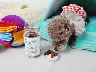 랩솔루션 강아지 영양제 3종 중 택 1 — 5점을 준 리뷰어가 2022년 5월 올린 사용 사진