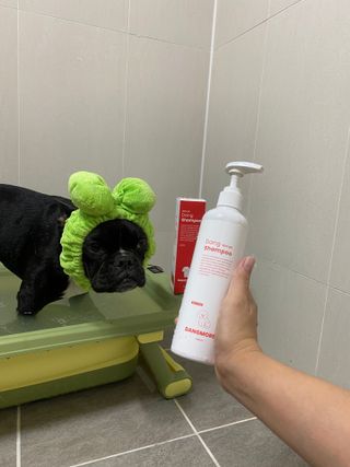 [댕모어 샴푸 2종] 댕샴푸 / 퍼피샴푸  2종 세트 (300ml) — 5점을 준 리뷰어가 2023년 10월 올린 사용 사진