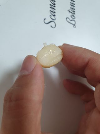 도이퉁 마카다미아 넛 90g  로얄 마카넛 오리지널 쏠트 허니 — 5점을 준 리뷰어가 2021년 3월 올린 사용 사진