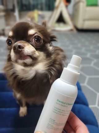 [댕모어 클리너 3종] 아이클리너 / 이어클리너 / 덴탈클리너 3종 세트 (120ml) — 5점을 준 리뷰어가 2023년 10월 올린 사용 사진