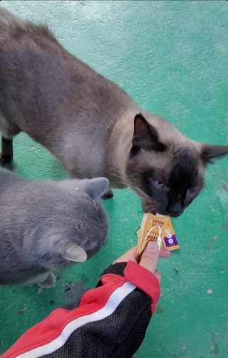페페로니 맛있는 스틱 - 무항생제 닭고기 15개 + 원양선 참치 15개 — 5점을 준 리뷰어가 2021년 8월 올린 사용 사진