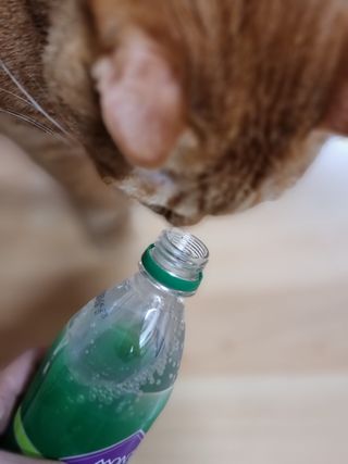 몽베스트 Montbest with Sparkling water Lime20병 — 5점을 준 리뷰어가 2021년 10월 올린 사용 사진
