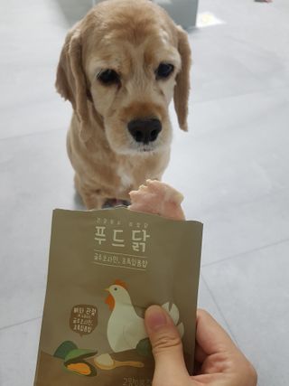 도그퓨어 푸드닭 강아지 닭고기 통살 애견간식 오리지널/차전자피/초록입홍합 — 5점을 준 리뷰어가 2021년 11월 올린 사용 사진