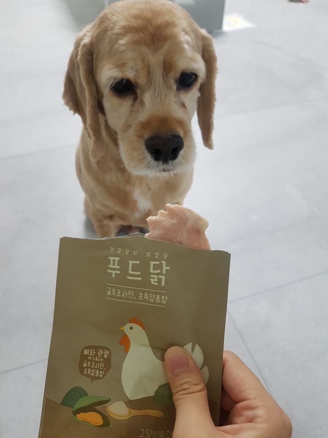 도그퓨어 푸드닭 강아지 닭고기 통살 애견간식 오리지널/차전자피/초록입홍합 리뷰 사진