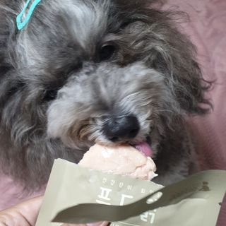 도그퓨어 푸드닭 강아지 닭고기 통살 애견간식 오리지널/차전자피/초록입홍합 — 5점을 준 리뷰어가 2021년 11월 올린 사용 사진