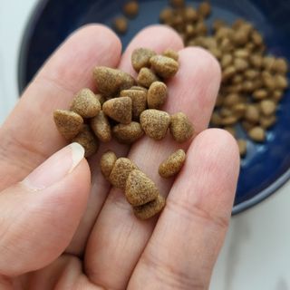 [푸디웜] 라포그 리얼인섹트 소프트키블 스킨 1KG — 5점을 준 리뷰어가 2022년 9월 올린 사용 사진