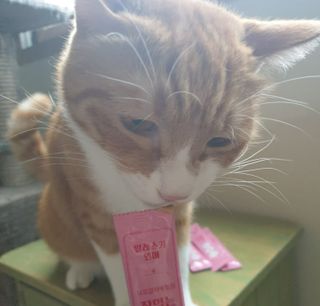 5냥2멍님이 올린 리뷰 사진 3