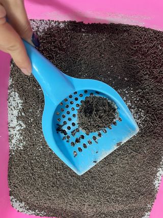 채채님이 올린 리뷰 사진 4