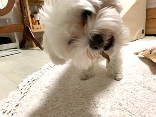 [보헤리] 국내산 강아지 육포간식 바삭 64 2종 — 5점을 준 리뷰어가 2022년 3월 올린 사용 사진