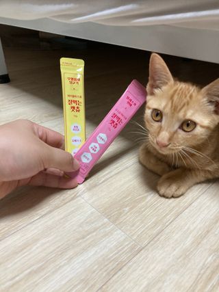 페페로니 잘 먹는 캣츄 - 무항생제 닭고기 12개 + 알래스카 연어 12개 — 5점을 준 리뷰어가 2021년 8월 올린 사용 사진