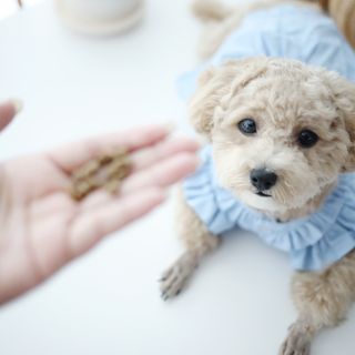 [푸디웜] 라포그 리얼인섹트 소프트키블 스킨 1KG — 5점을 준 리뷰어가 2022년 9월 올린 사용 사진
