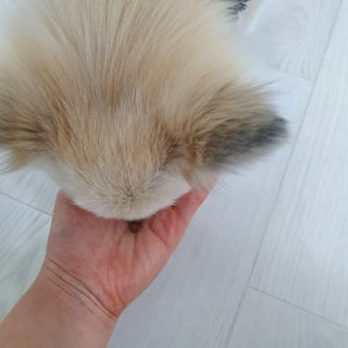 펫21 그로그로 5종 강아지 고양이 반려동물 한방 영양제 — 3.5점을 준 리뷰어가 2021년 11월 올린 사용 사진
