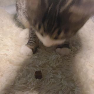 My Pet Care 천연단백질 관절건강에 개좋아 — 5점을 준 리뷰어가 2021년 2월 올린 사용 사진