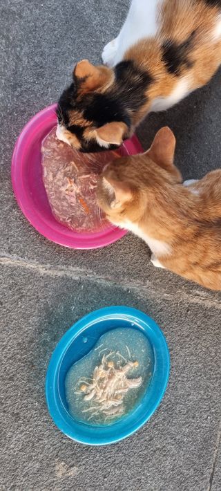 진쓰님이 올린 리뷰 사진 4