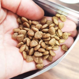 [푸디웜] 라포그 리얼인섹트 소프트키블 스킨 1KG — 5점을 준 리뷰어가 2022년 9월 올린 사용 사진