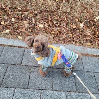 베이컨박스 [BACON] 고아웃클럽 산책 안전벨트 라이트 - 소형견용 — 5점을 준 리뷰어가 2021년 12월 올린 사용 사진