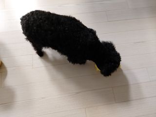 베이컨박스 [BACON] 강아지 수제간식 간편 동결건조 스튜 2종 - 황태, 초록 홍합 — 5점을 준 리뷰어가 2020년 12월 올린 사용 사진