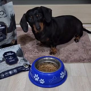 [푸디웜] 라포그 리얼인섹트 소프트키블 스킨 1KG — 4.5점을 준 리뷰어가 2022년 9월 올린 사용 사진