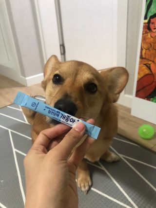 My Pet Care 장건강에 개좋아 — 5점을 준 리뷰어가 2021년 2월 올린 사용 사진