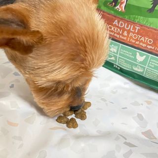 영국 바이탈린 강아지 애견사료 2kg — 5점을 준 리뷰어가 2021년 6월 올린 사용 사진