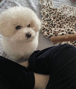 My Pet Care 천연단백질 치아건강에 개좋아 — 5점을 준 리뷰어가 2021년 3월 올린 사용 사진