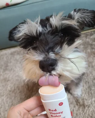 [레드허니밤]자유펫 고양이 강아지 발바닥 밤 14g — 5점을 준 리뷰어가 2021년 11월 올린 사용 사진